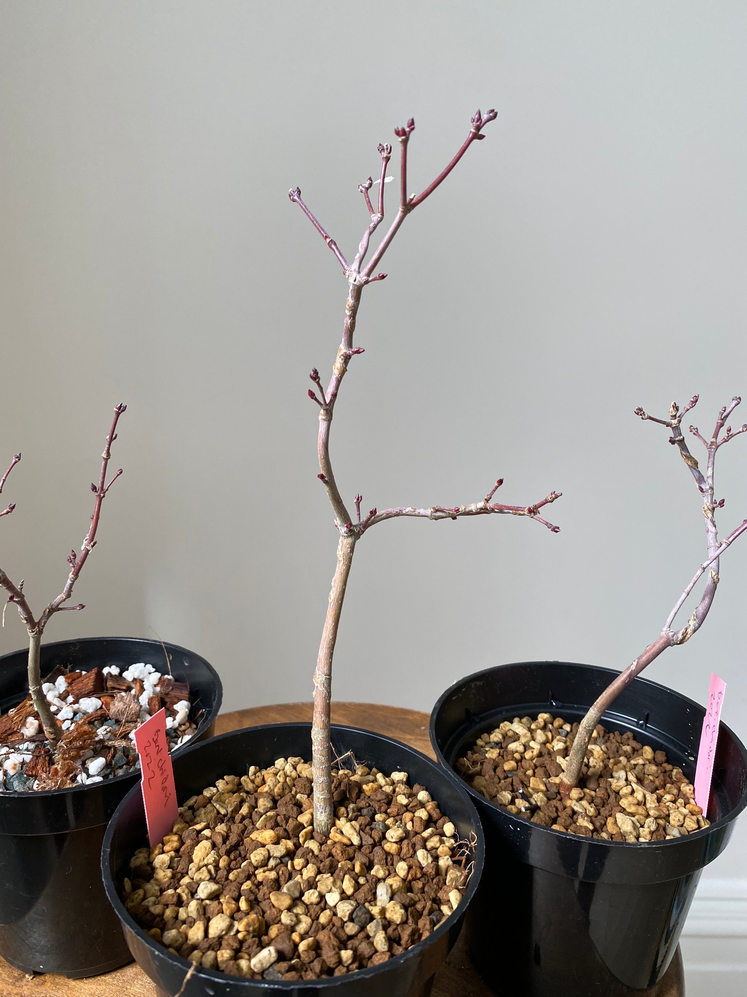 Japanese Maple 'Beni Chidori'