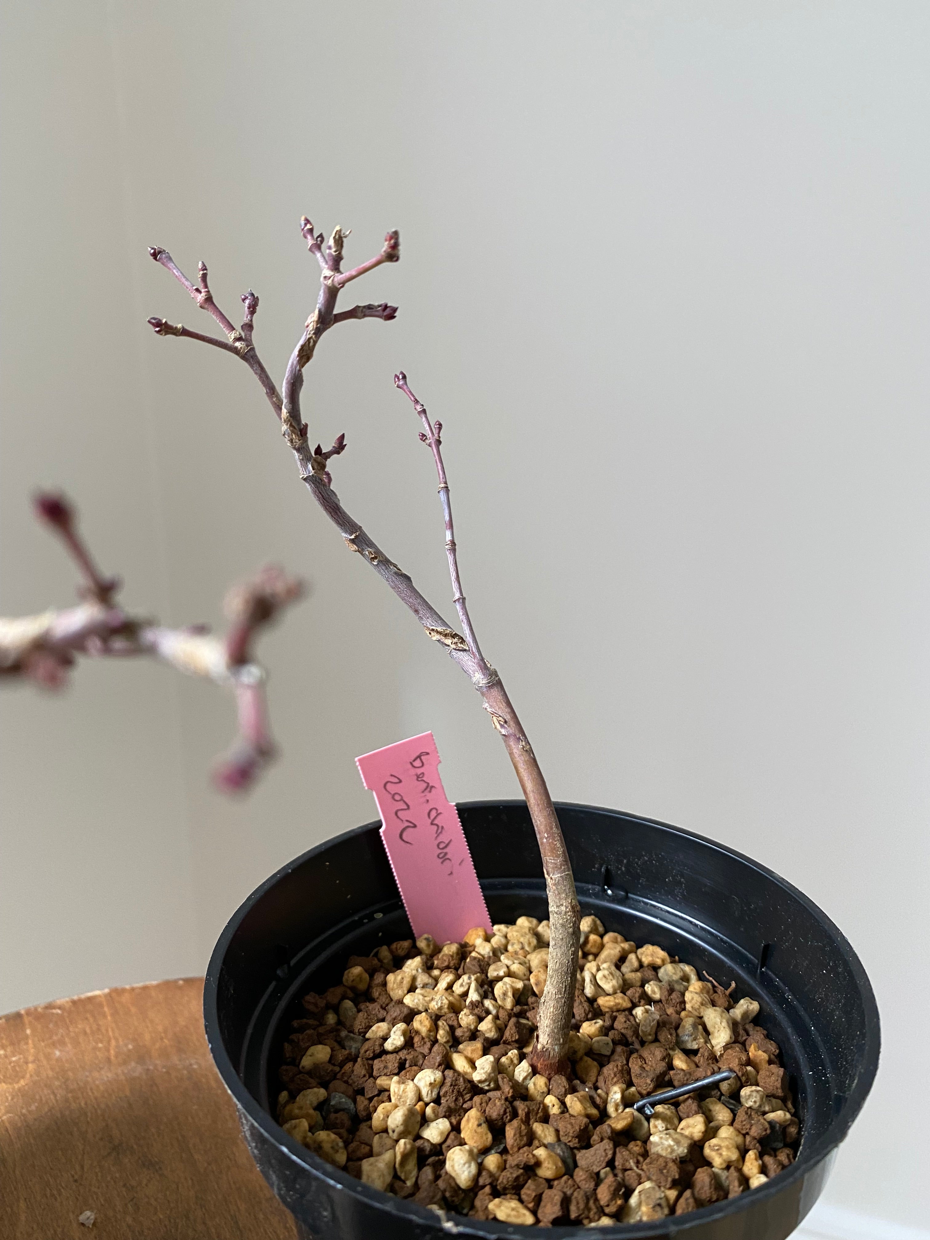 Japanese Maple 'Beni Chidori'