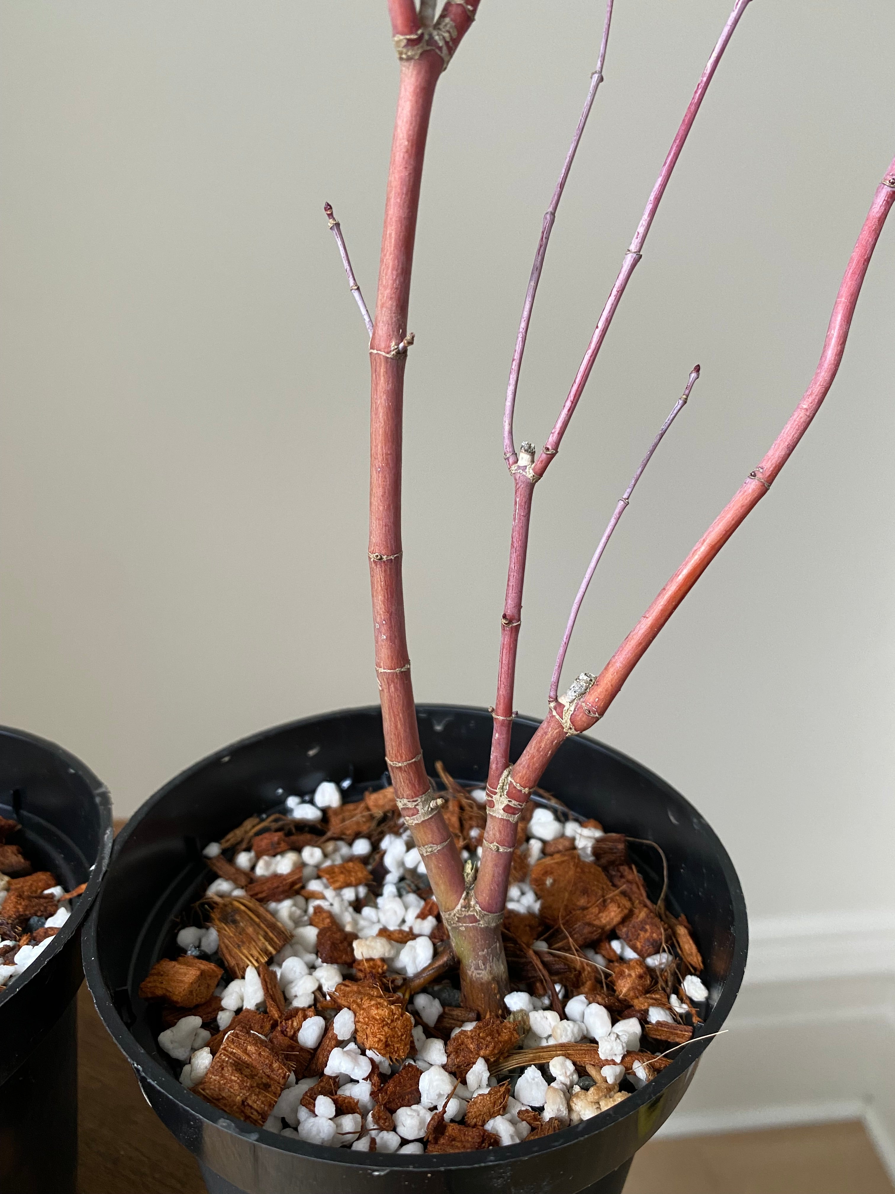 Japanese Maple 'Deshojo'