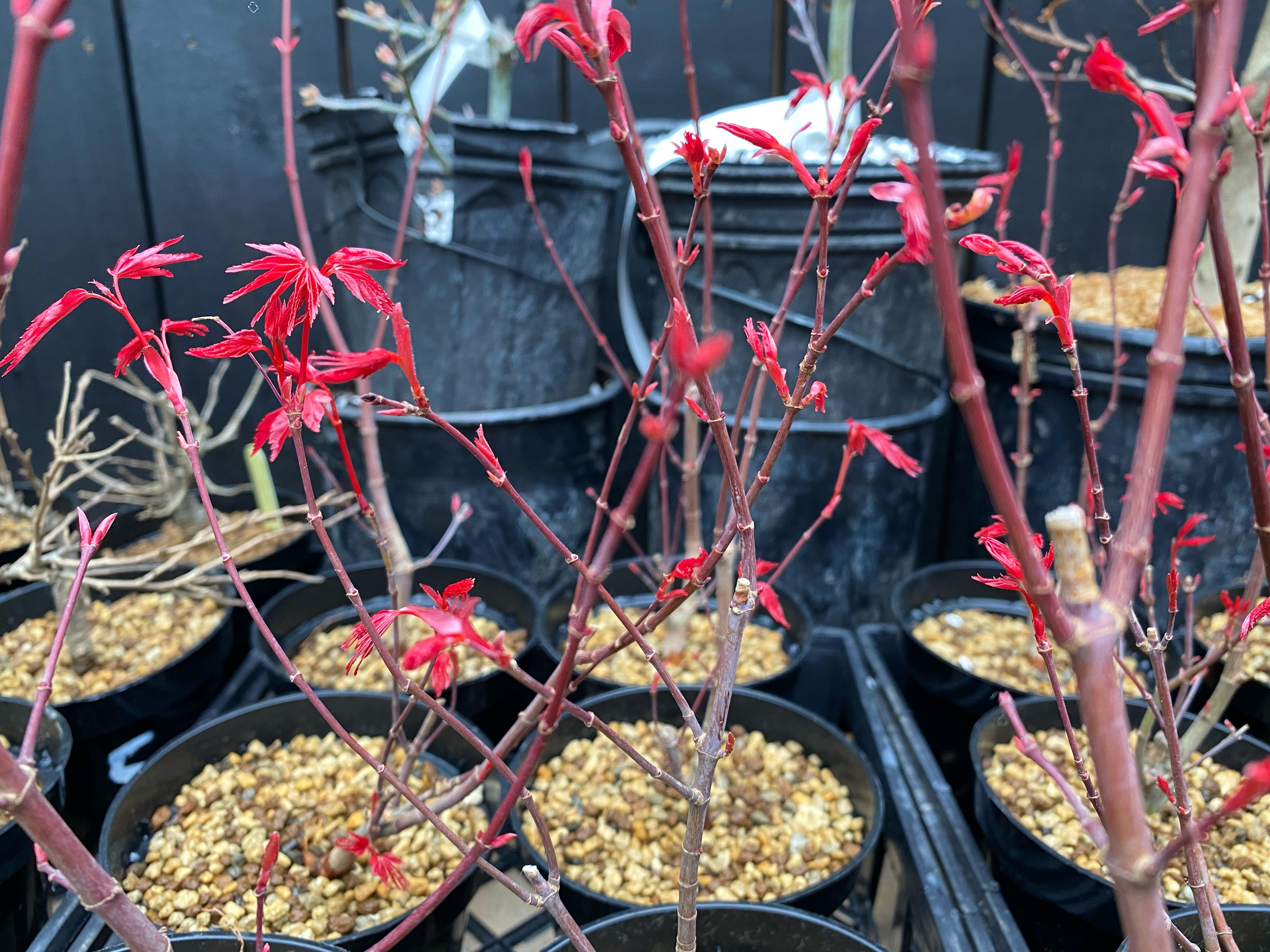 Acer palmatum 'Deshojo'