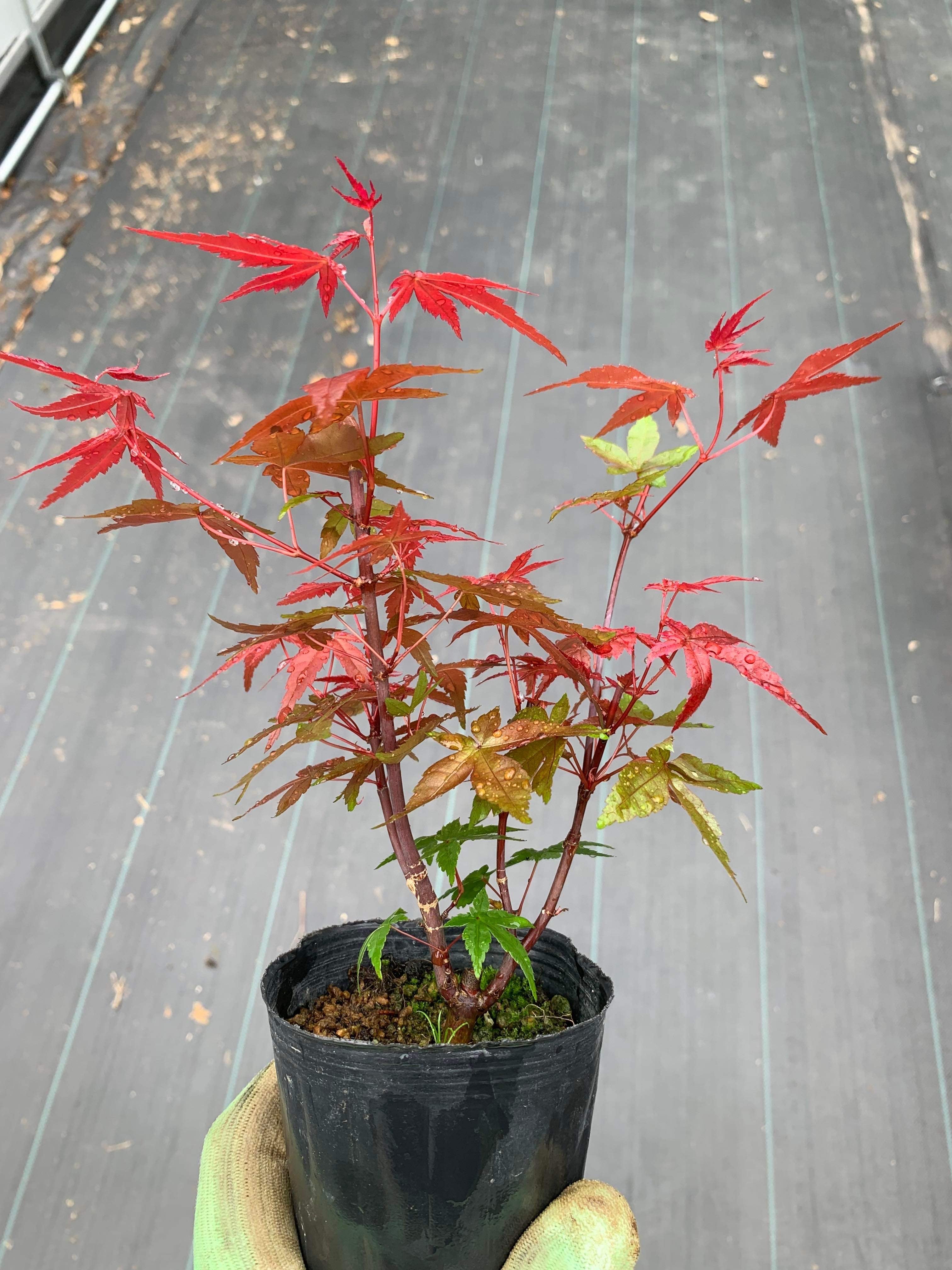 Acer palmatum 'Deshojo'