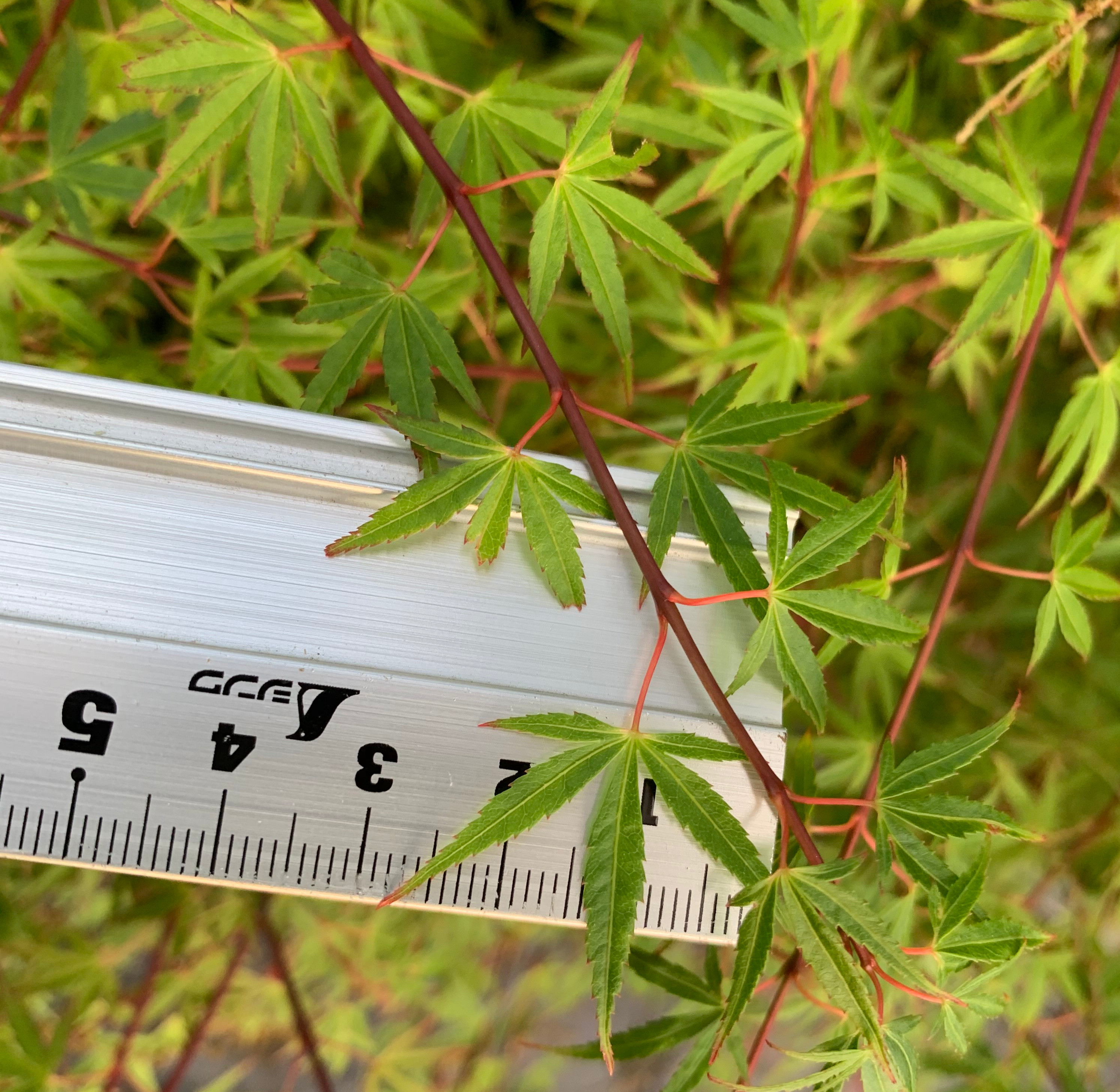 Japanese Maple 'Yuki Hime'