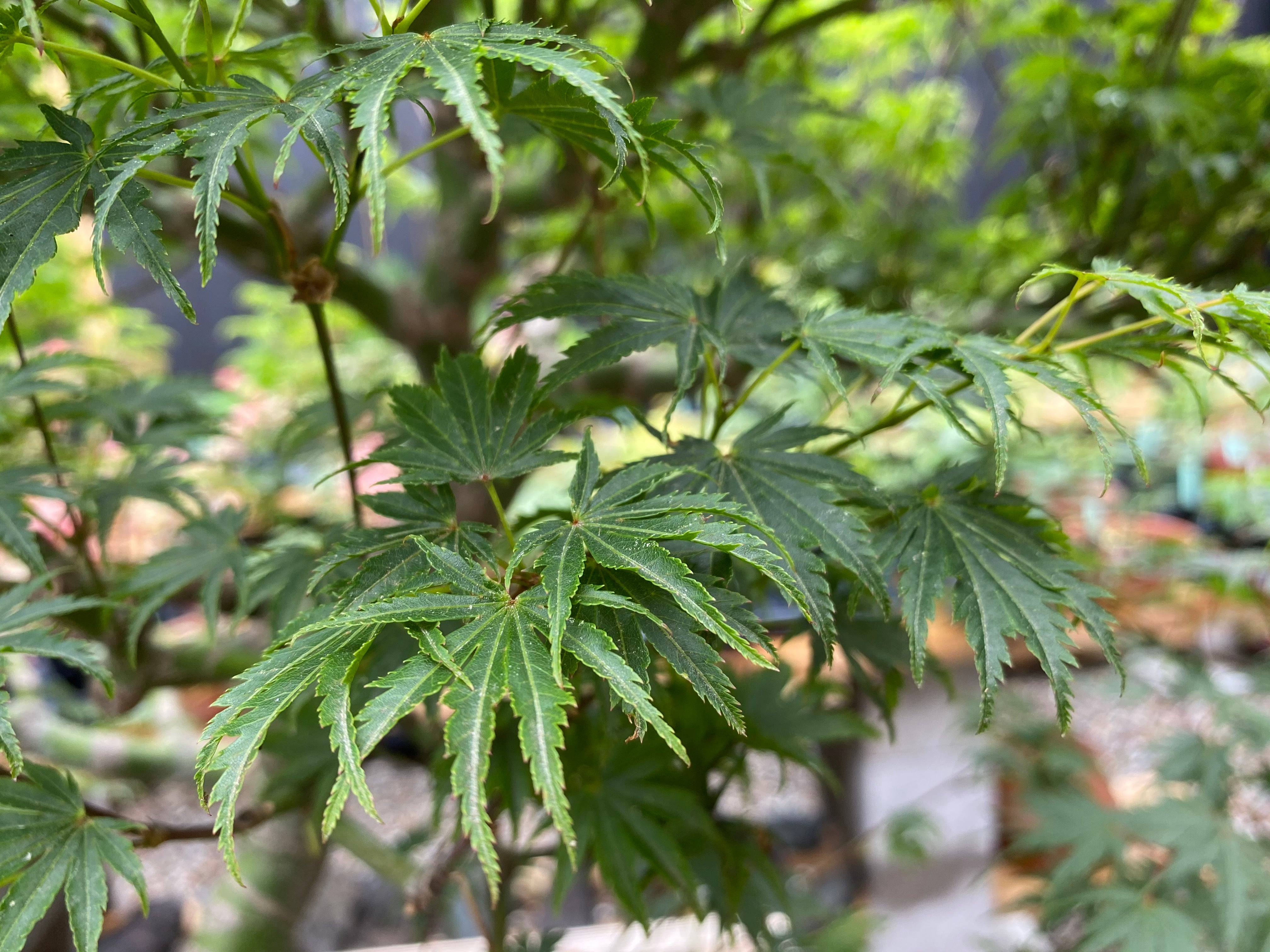 Japanese Maple 'Yves' Select'