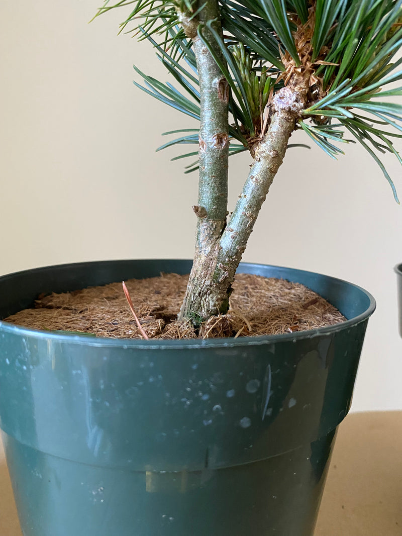 Japanese White Pine 'Aoi'