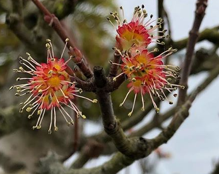 Acer rubrum