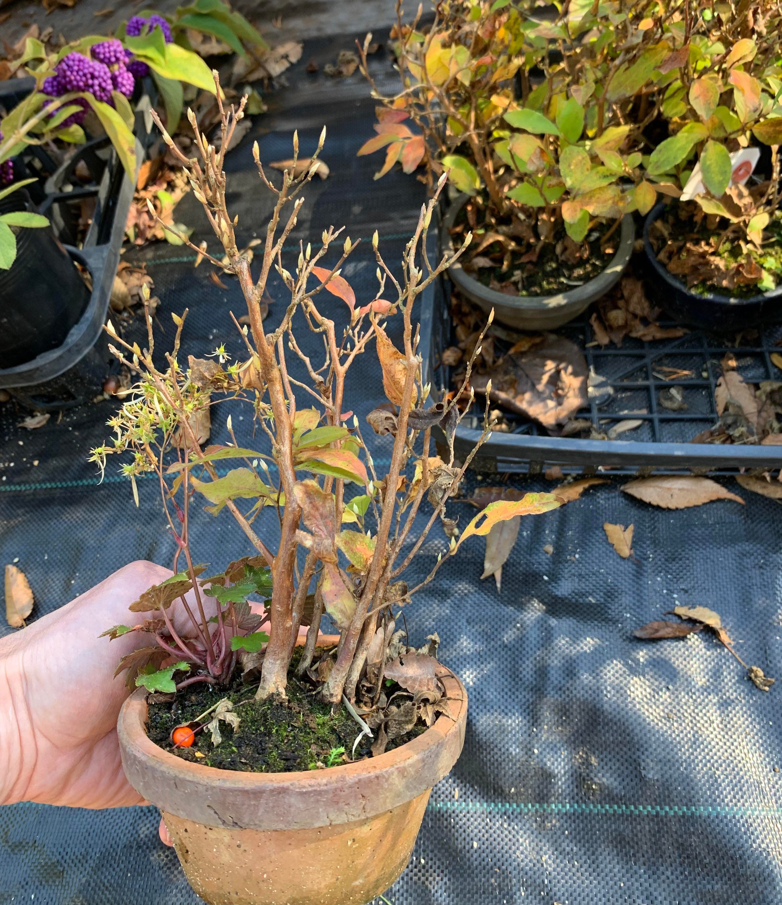 Stewartia monadelpha