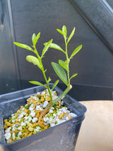 Kumquat (Hong Kong)