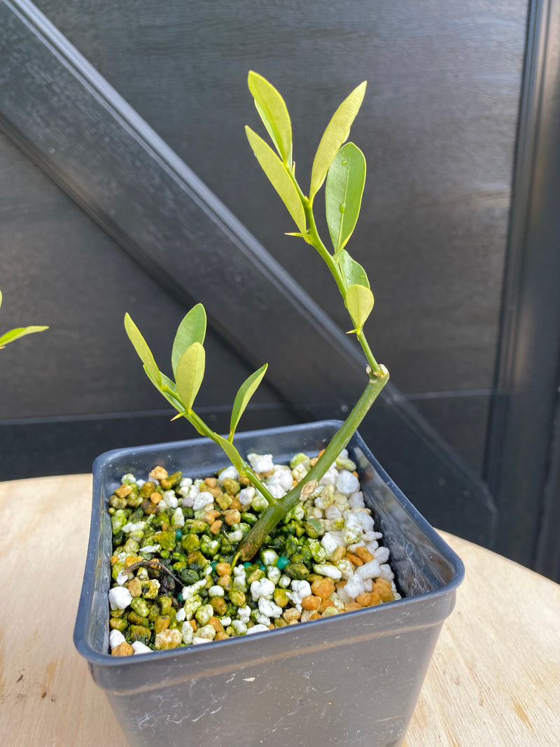 Kumquat (Hong Kong)