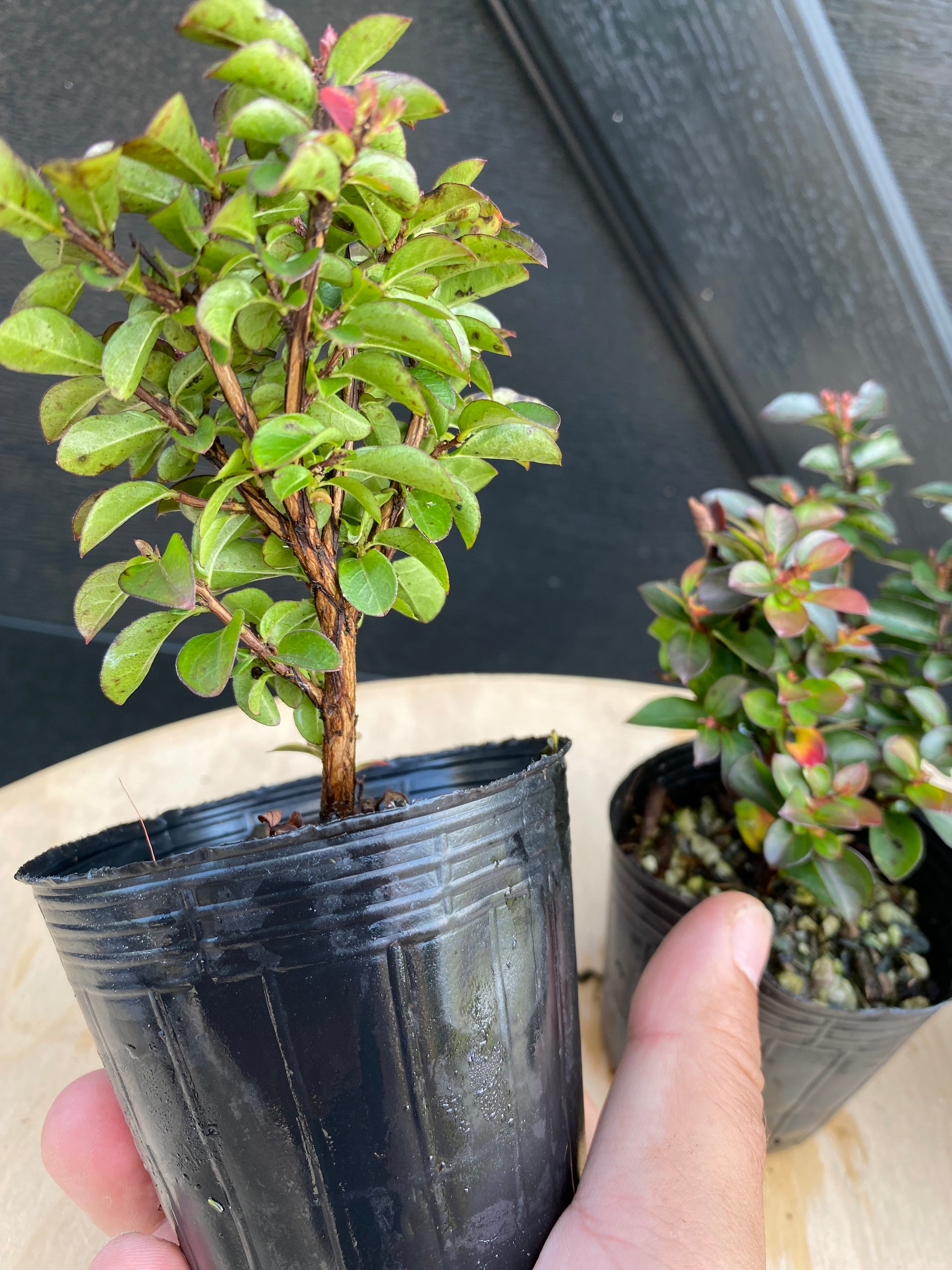 Crepe Myrtle (Dwarf)