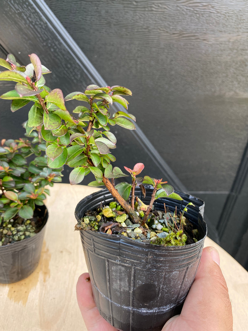 Crepe Myrtle (Dwarf)