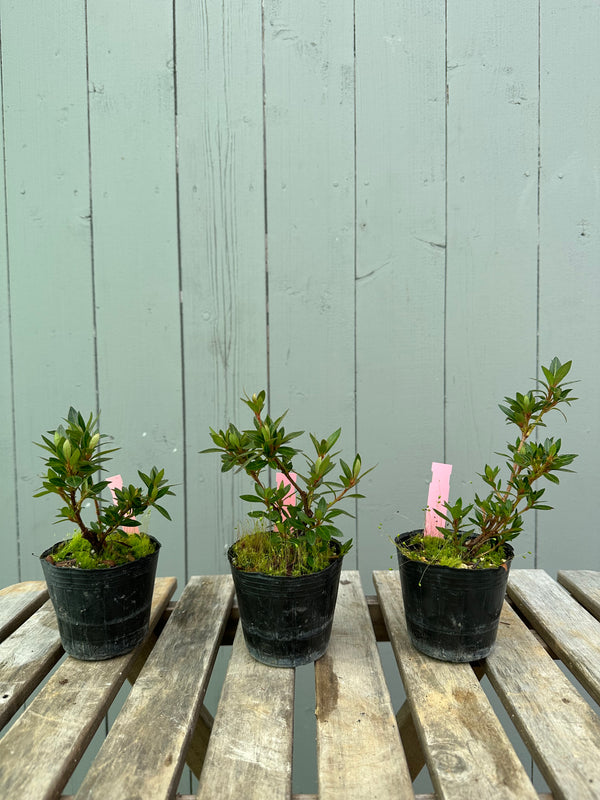 Satsuki Azalea 'Chinzan'