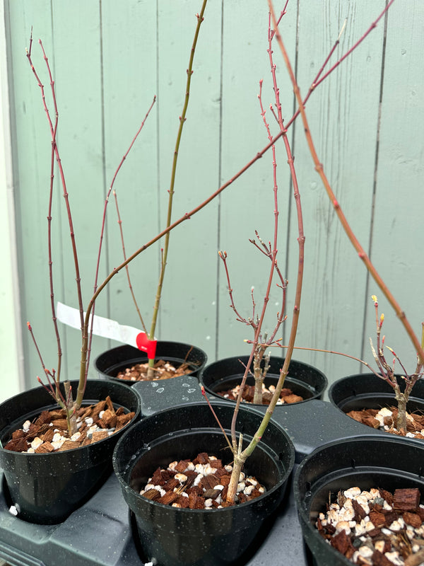 Japanese Maple 'Katsura'