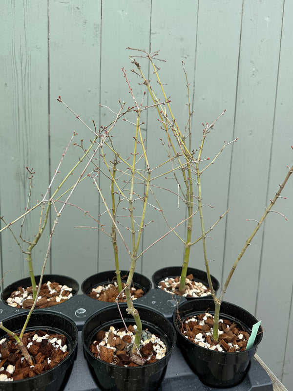 Japanese Maple 'Yuki Hime'