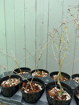 Japanese Maple 'Yuki Hime'