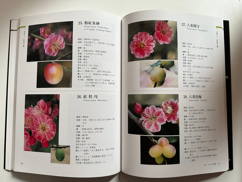 Ume Encyclopedia