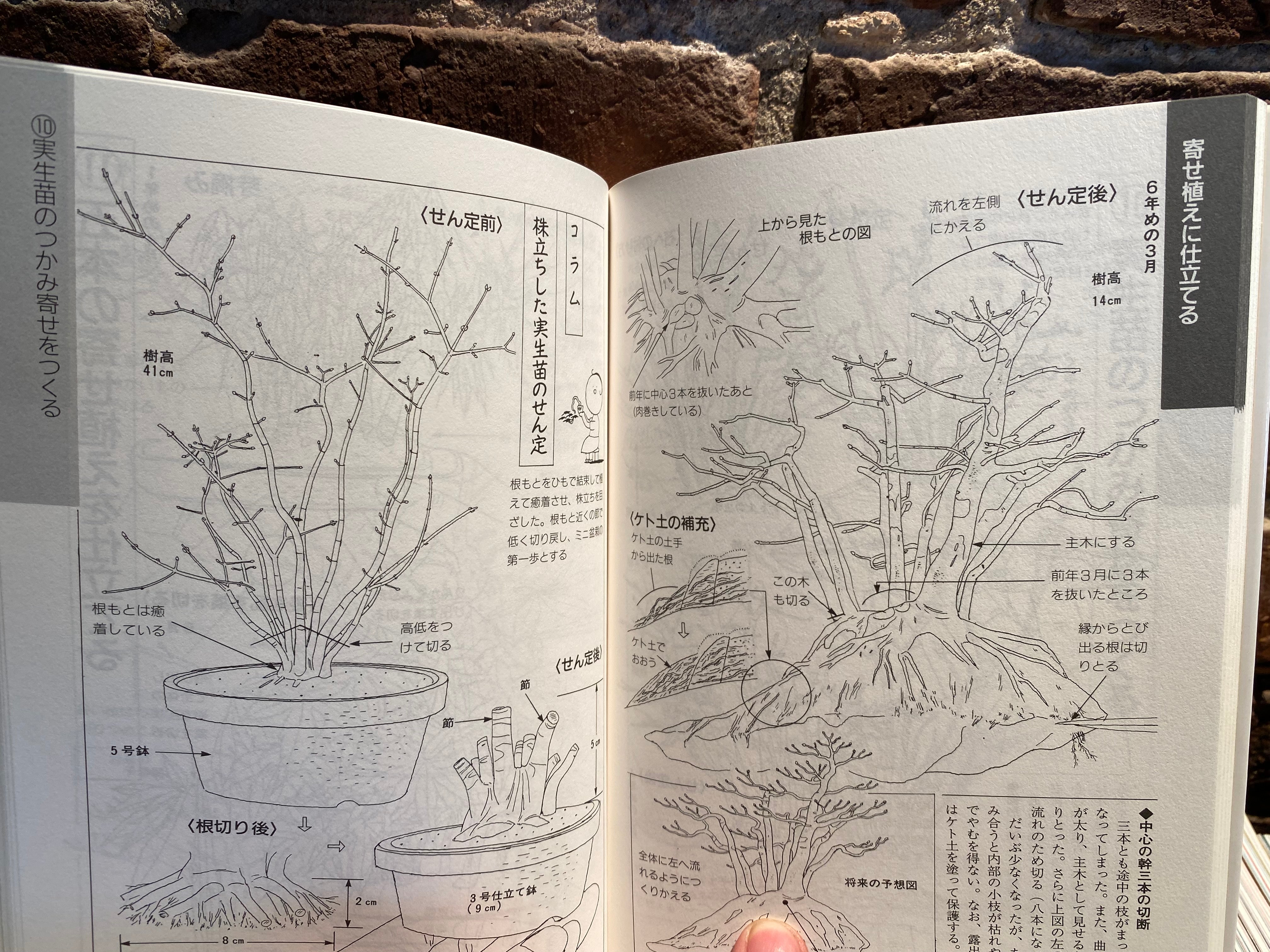 Kyosuke Gun's Illustrated mini bonsai