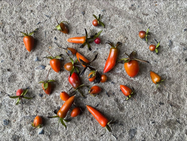 Diospyros rhombifolia (Princess Persimmon)