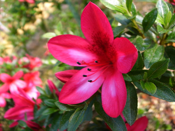 Satsuki Azalea 'Benikage'