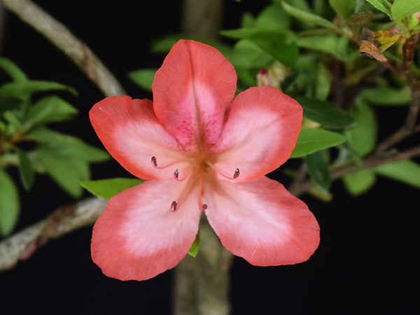 Satsuki Azalea 'Hiodoshi'