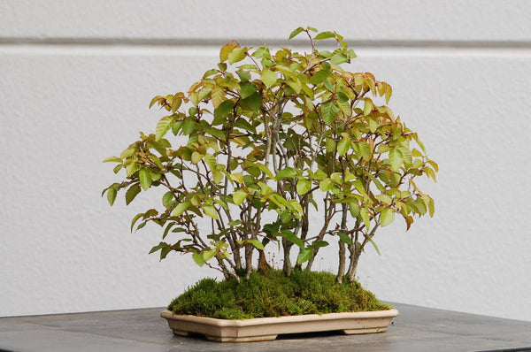 Korean Hornbeam